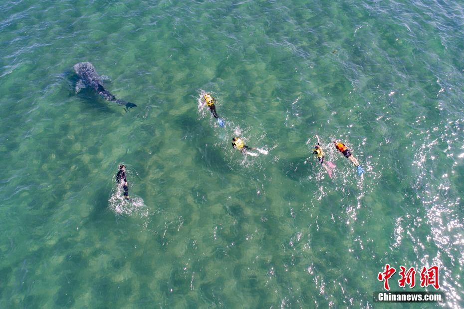 墨西哥游泳选手速度飞快,斩获第一!的简单介绍 墨西哥游泳选手速度飞快,斩获第一!的简单介绍