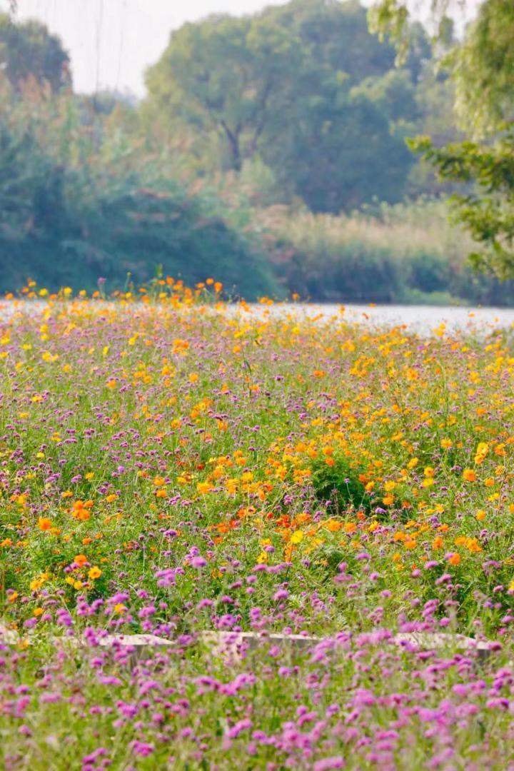 西溪湿地保持良好节奏，风猛浪吼的简单介绍